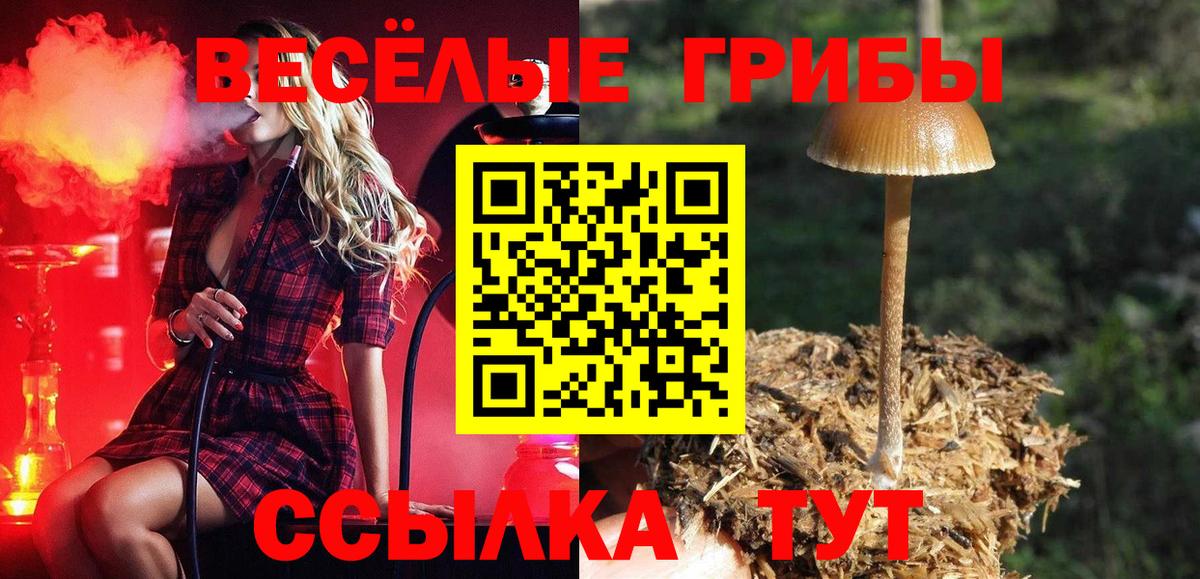 Псилоцибиновые грибы Psilocybine cubensis  Вход с VPN  Губаха  Галлюциногенные грибы Psilocybine cubensis 